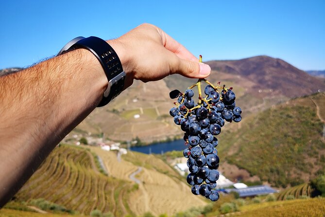 Private Douro Valley Wine Tour + Lunch and Boat Cruise - Customer Reviews and Feedback