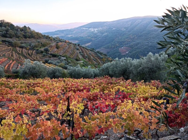 Private Douro Wine Tour - Itinerary and Experience