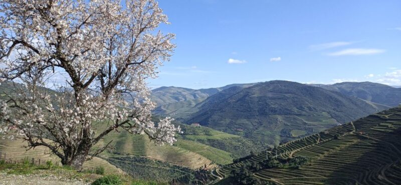 Private Douro Wine Tour - Tour Features