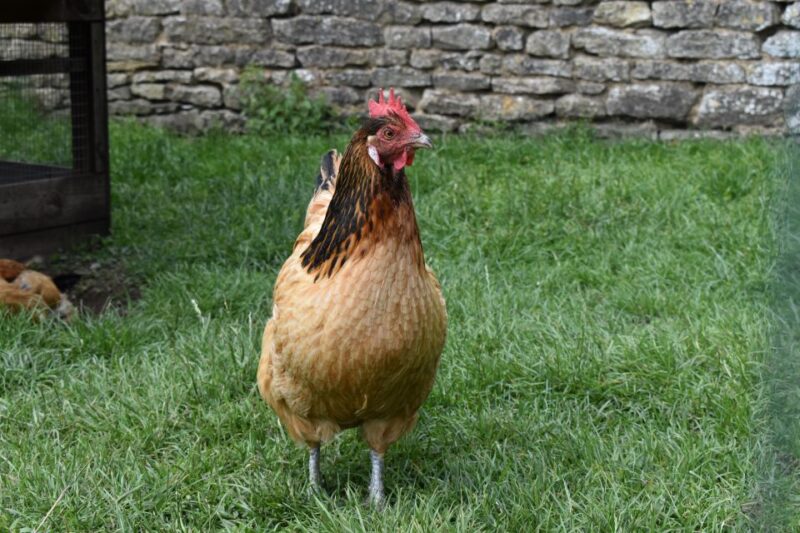 Private Downton Abbey Day In The Cotswolds Tour. - Tour Inclusions