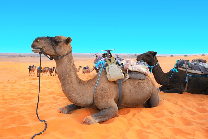 Private Driver for a Full Day in Marrakech - Accessibility and Accommodations