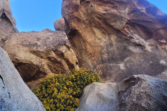 Private Driving and Hiking Tour in Joshua Tree National Park - Exploring the Wonders of Joshua Tree