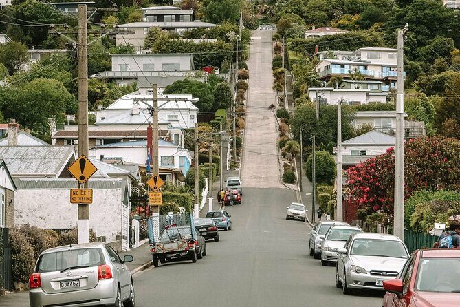 Private Dunedin & Otago Peninsula Day Tour Up to 4 - What the Reviews Say
