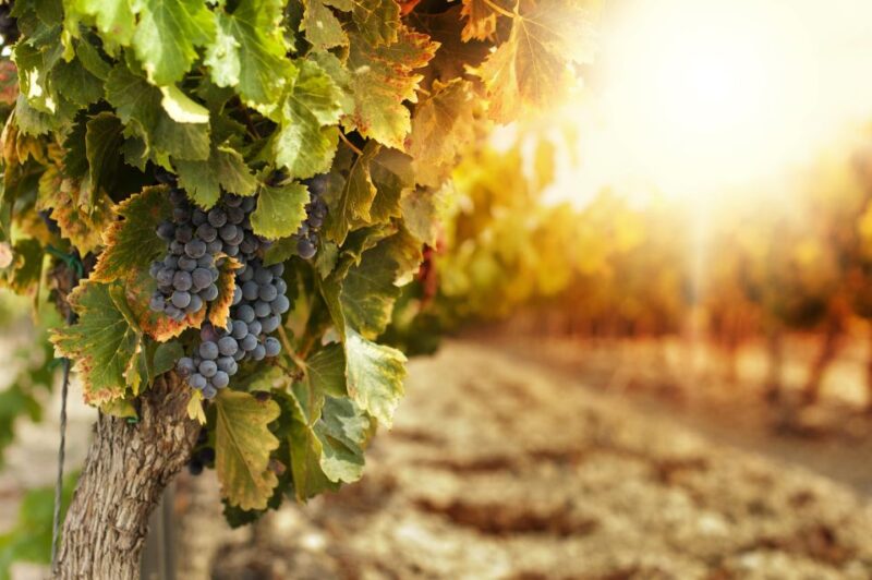 Private Etna Wine Tour - Trekking the Lunar Landscapes