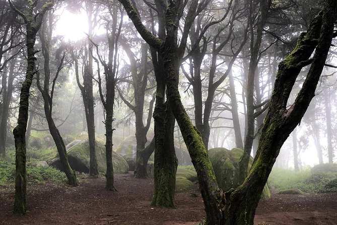 Private Evening Walk Inside the Forest: Sintra Mountains Inbetween Wolves - Connecting With Natures Tranquility