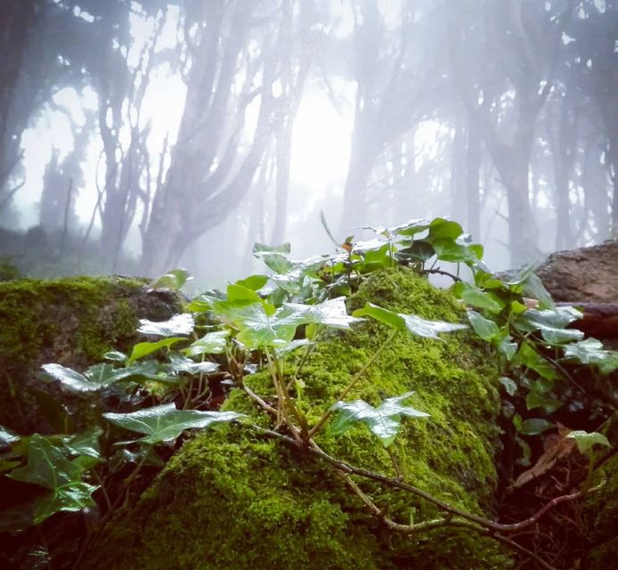 Private Evening Walk: Sintra Mountains Inbetween Wolves - Experience Highlights