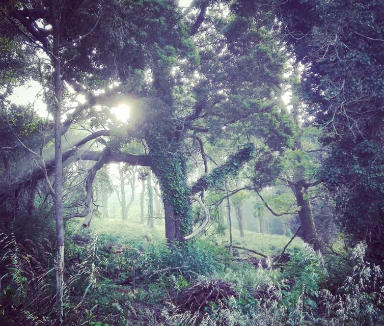 Private Evening Walk: Sintra Mountains Inbetween Wolves - Important Information