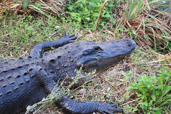 Private Everglades and History Tour With Optional Airboat Ride - Exploring the Everglades Ecosystem