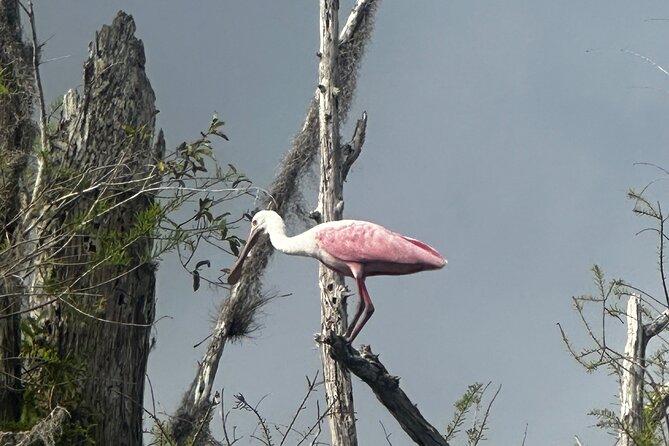 Private Everglades Kayak Tour See The Real Everglades With Us - Meeting and Pickup