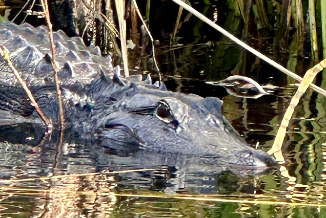 Private Everglades Kayak Tour See The Real Everglades With Us - Exploring the Everglades by Kayak