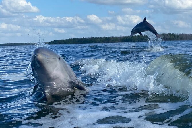 Private Everglades National Park Photography, Birding and Wildlife Safari - Operating Hours and Timing