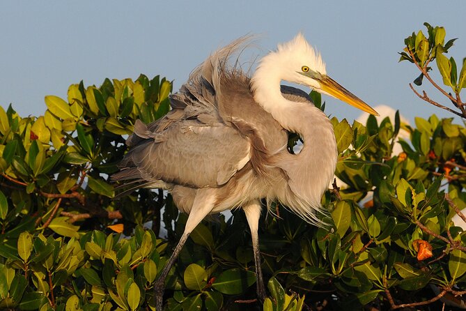 Private Everglades National Park Photography, Birding and Wildlife Safari - Additional Information