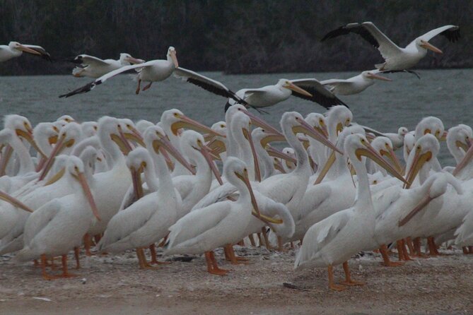Private Everglades National Park Photography, Birding and Wildlife Safari - Booking and Confirmation