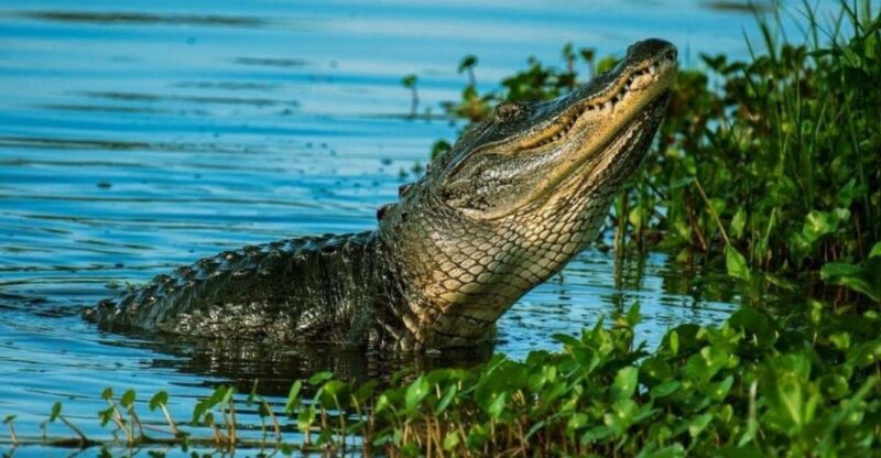 Private Everglades Tour:Explore the Beauty of the Everglades - Tour Overview and Pricing