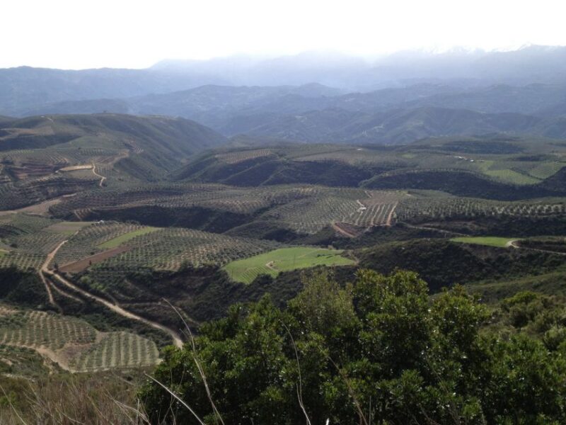 Private Exclusive Manousakis Winery and Vineyard Tour - Off-Road Vineyard Drive