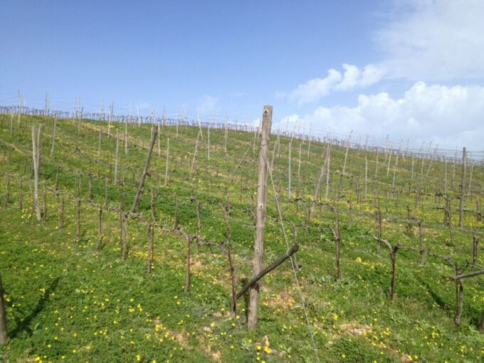 Private Exclusive Manousakis Winery and Vineyard Tour - Tour Inclusions