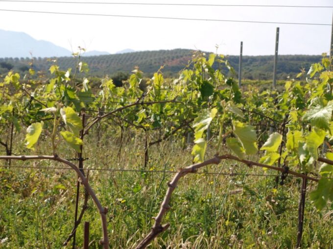 Private Exclusive Manousakis Winery and Vineyard Tour - Frequently Asked Questions