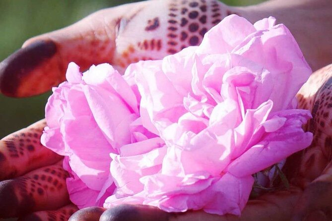 Private Excursion From Ouarzazate to Gorges Dades, Valley of Roses and Skoura - Meeting and Pickup
