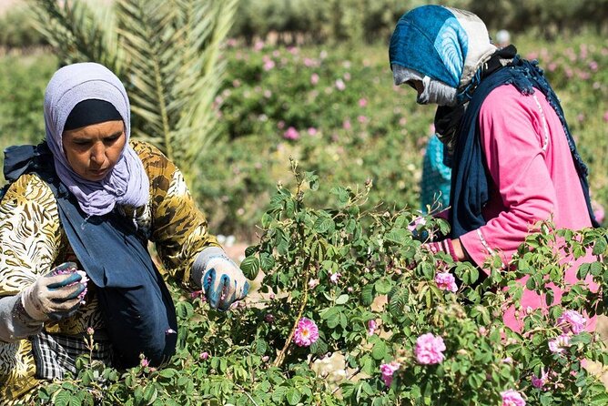 Private Excursion From Ouarzazate to Gorges Dades, Valley of Roses and Skoura - Pricing and Availability