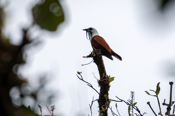 Private Excursion in Cloud Forest in Puntarenas - Key Points