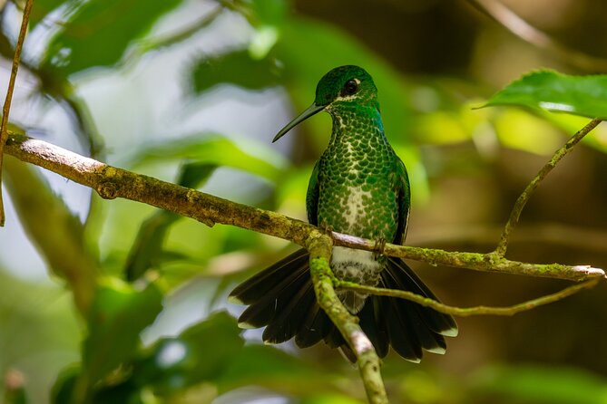 Private Excursion in Cloud Forest in Puntarenas - Meeting Point and Transportation