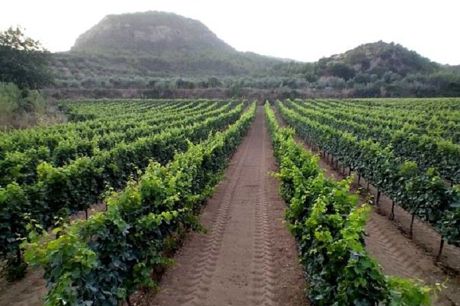 Private Excursion to Ancient Olympia - Bee Farm & Winery - Exploring Ancient Olympia