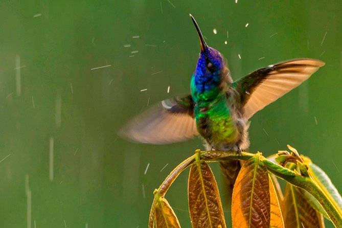 Private Excursion to Yanacocha Reserve- Bird Watch - Key Points