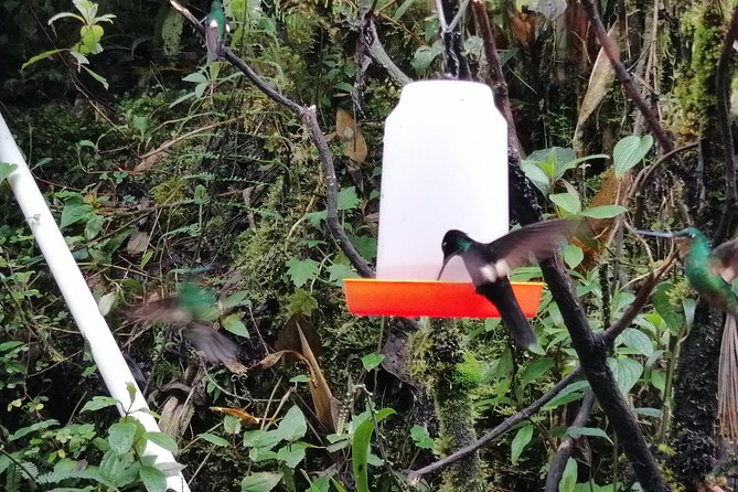 Private Excursion to Yanacocha Reserve- Bird Watch - Inclusions