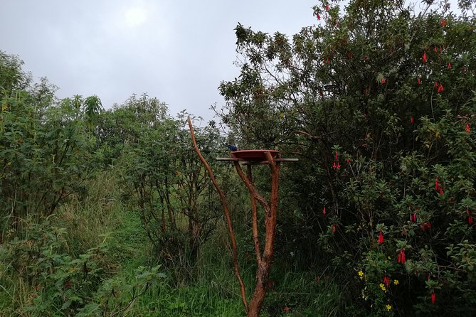 Private Excursion to Yanacocha Reserve- Bird Watch - Schedule