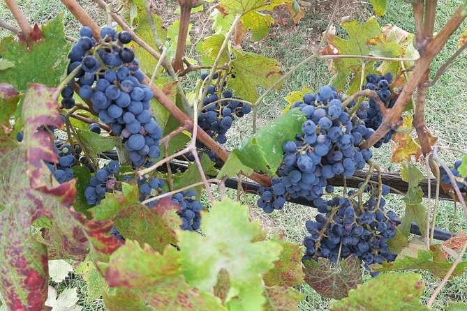 PRIVATE EXCURSION: Volterra & San Gimignano + Wine Tastings (From Livorno Port) - Inclusion and Experience