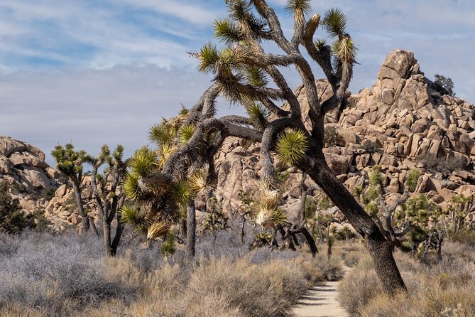 Private Expedition to Anza-Borrego State Park - Appreciating the Sculptural Desert Art