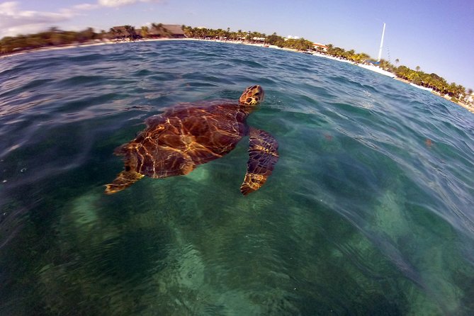 Private Experience: Akumal Sea Turtles Encounter and Yal-Kú Lagoon Colorfull Fish Snorkel. - Participant Information