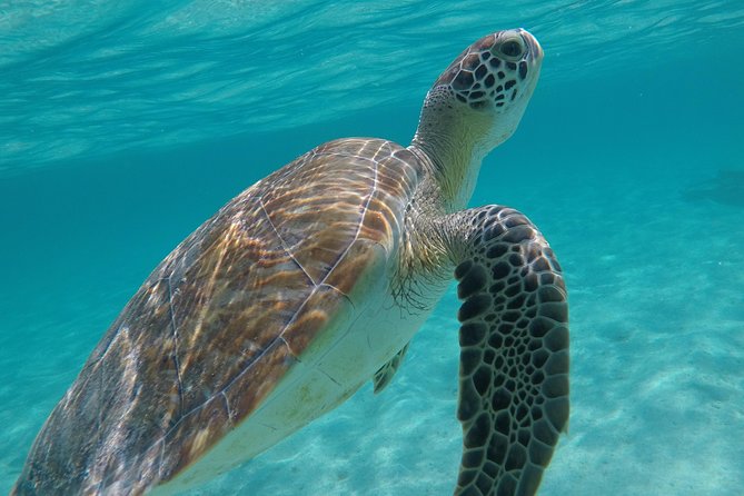 Private Experience: Akumal Sea Turtles Encounter and Yal-Kú Lagoon Colorfull Fish Snorkel. - Exploring Yal-Kú Cenote