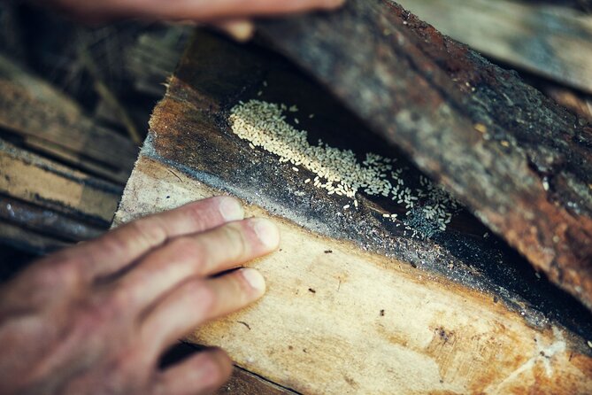 Private Experience in Wildlife Survival School in Bulgaria - Navigating the Wilderness