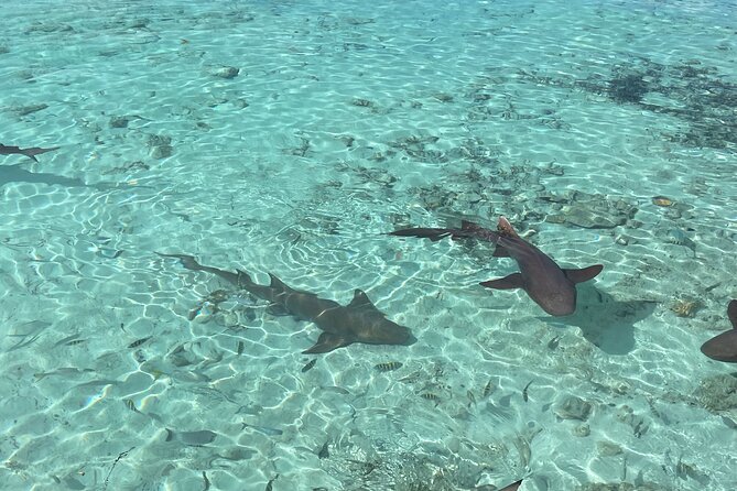 Private Exuma Swimming Tour With Lunch at the Beach Bar - Tour Overview