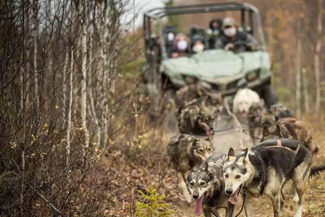 Private Fall Foliage Mushing Cart Ride in Fairbanks - Tour Details