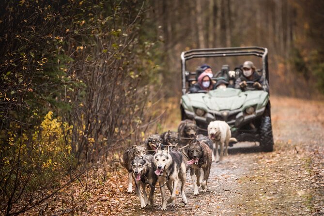 Private Fall Foliage Mushing Cart Ride in Fairbanks - Dog Mushing and Alaskan Living