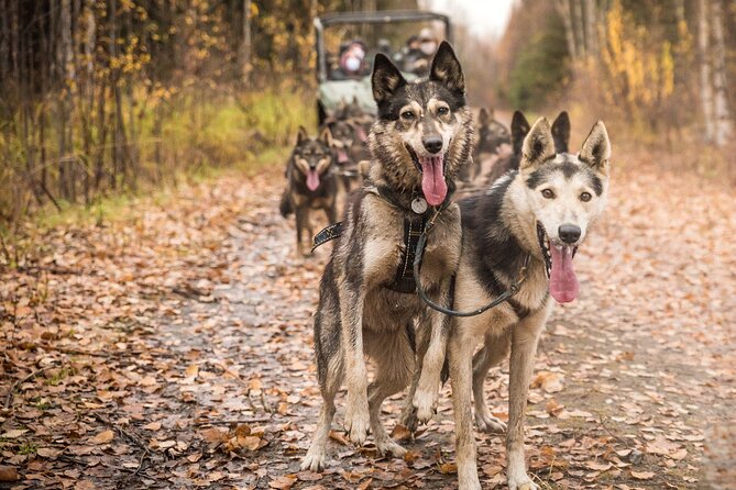 Private Fall Foliage Mushing Cart Ride in Fairbanks - Private Transportation