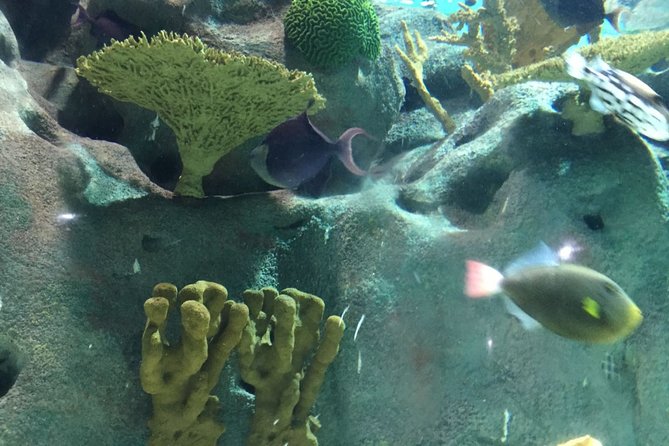 Private Family Day Tour in Guangzhou to Grandview Aquarium and Guangzhou Zoo - Pickup and Transportation