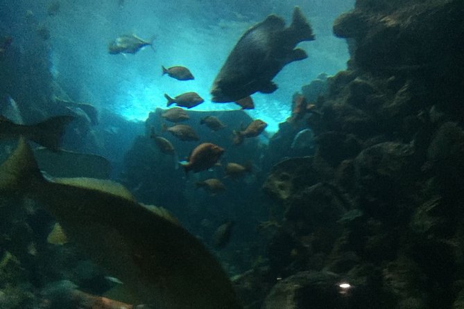 Private Family Day Tour in Guangzhou to Grandview Aquarium and Guangzhou Zoo - Grandview Aquarium
