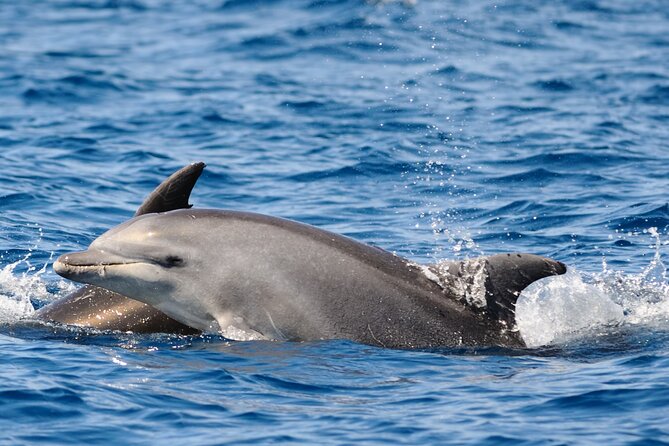 Private Family Dolphin Tour in Poreč - Witness Dolphins in Their Habitat