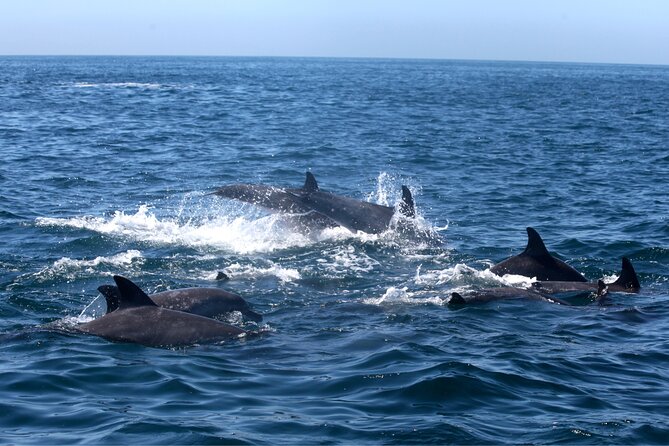 Private Family Dolphin Tour in Poreč - Scenic Coastal Views of Poreč