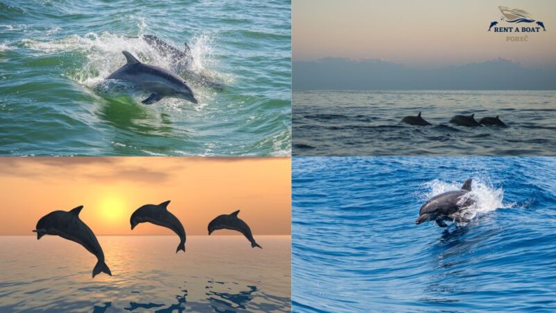 Private Family Dolphin Tour in Poreč - Booking Details