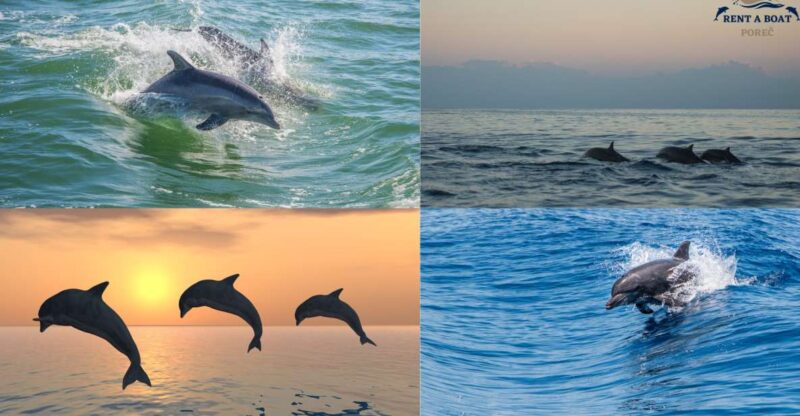 Private Family Dolphin Tour in Poreč - Experience Highlights