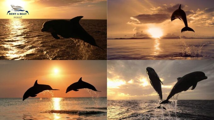 Private Family Dolphin Tour in Poreč - Frequently Asked Questions