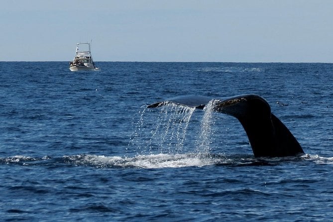 Private Family Whale & Dolphin Adventure in San Diego - Experienced USCG-Certified Captains Commentary