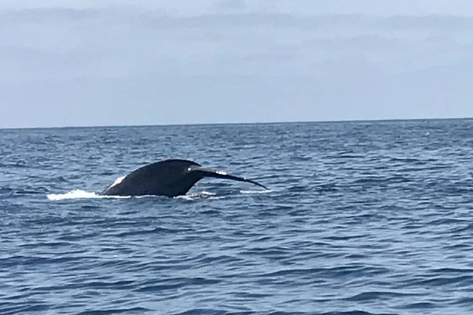Private Family Whale & Dolphin Adventure in San Diego - Enclosed Cabin, Observation Tower, and Restroom