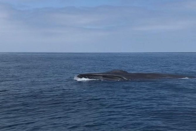 Private Family Whale & Dolphin Adventure in San Diego - Safety Equipment and Bottled Water Included