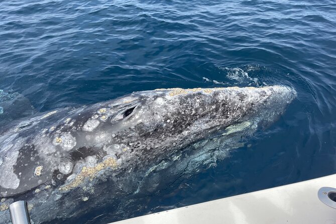 Private Family Whale & Dolphin Adventure in San Diego - Minimum 3 Passengers for Private Charter