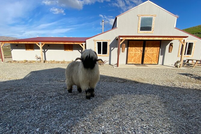 Private Farm Tour With Rose Creek Valais Blacknose Sheep - Tour Features